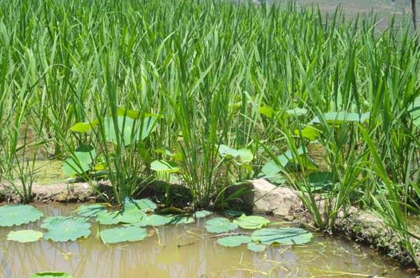 茭白種植技術(shù)和時間 