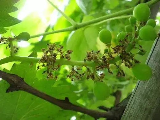 葡萄落花落果嚴(yán)重，一碰就掉一地？什么原因?qū)е拢吭趺崔k？