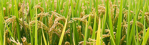 澳邦生物小麥解決方案